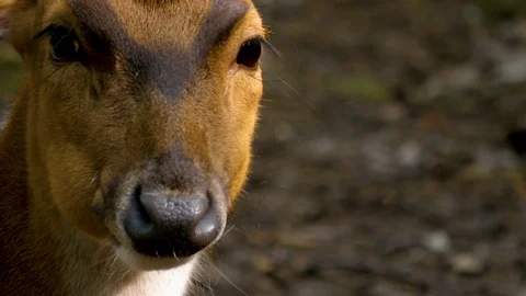 Axis deer chewing, then turns to the right- close up Stock Footage 113579845