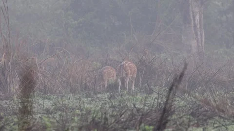 Axis deer in a clearing Nepal Stock Footage 250053035