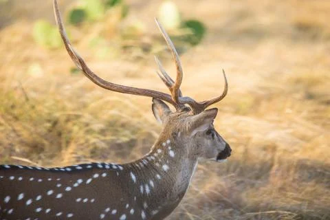 Axis Deer Close Up Stock Photos