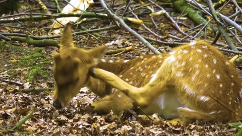 Axis deer close up relaxing Stock Footage 309950680