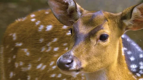 Axis deer close up relaxing Stock Footage 309950882