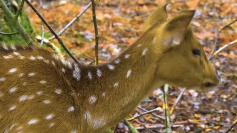 Axis deer close up relaxing Stock Footage 309950946