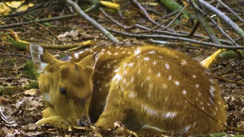 Axis deer close up relaxing Stock Footage 309950961