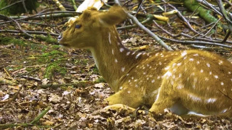 Axis deer close up relaxing Stock Footage 309951025