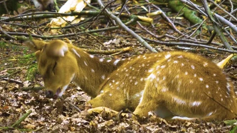 Axis deer close up relaxing Stock Footage 309951051