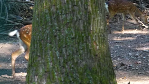 Axis deer dow is walking Stock Footage 259975863