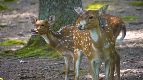 Axis deer in the forest Stock Footage 249736602
