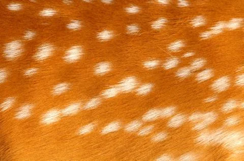 Axis deer fur Stock-Fotos