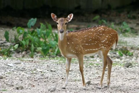 Axis Deer Stock Photos