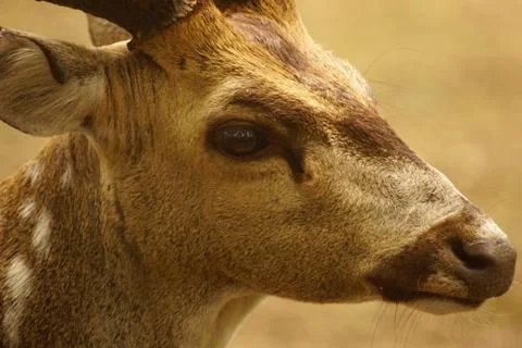 Axis Deer Stock Photos