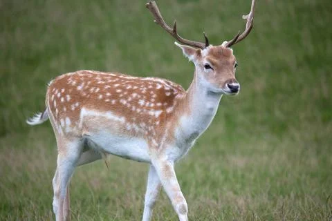 Axis Deer Stock Photos