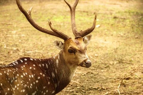 Axis deer Stock Photos