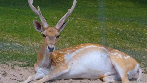An axis deer resting Video stock 251435521