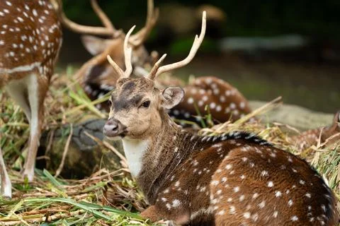 Axis Deer Resting on Grass Looking Alert Stock Photos