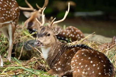 Axis Deer Resting on Grass Looking Alert Stock Photos