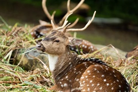 Axis Deer Resting on Grass Looking Alert Stock Photos