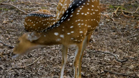 Axis deer running off Stock Footage 113580287