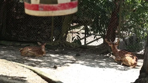 Axis deer (Rusa Tutul) 스톡 동영상 119248831