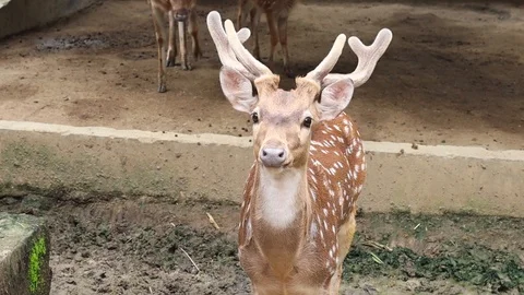 Axis deer (Rusa Tutul) 스톡 동영상 119669731