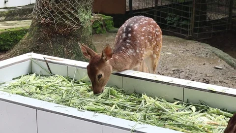 Axis deer (Rusa Tutul) Stock Footage 120213234