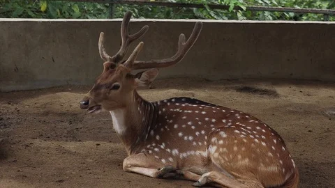 Axis deer (Rusa Tutul) Vídeos de archivo 120213433