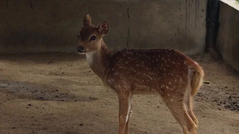 Axis deer (Rusa Tutul) Video stock 120213468