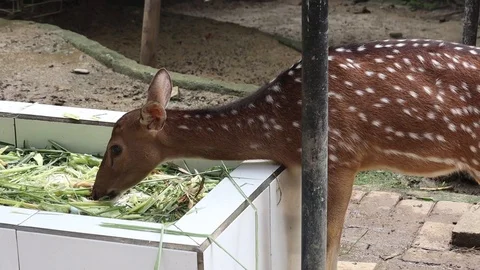 Axis deer (Rusa Tutul) Vídeos de archivo 120213479