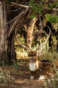 An axis deer is sitting on ground Stock Photos
