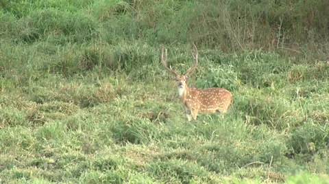 Axis Deer-Stag. trophy Stock Footage 62646384