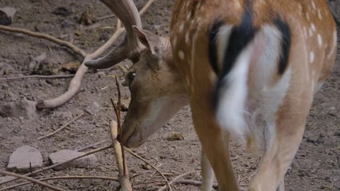 An axis deer standing in the forest Stock Footage 249700752