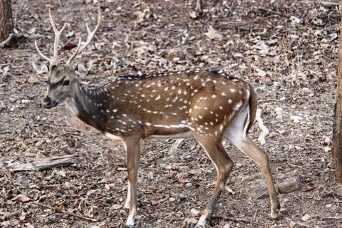 Axis deer a tiger prey Stock Photos