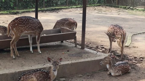 Axis deer in a zoo Stock Footage 221827484