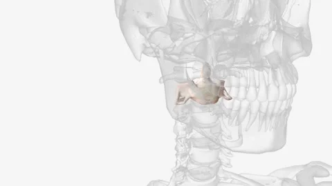 Axis second cervical vertebra Stock Footage 270151220