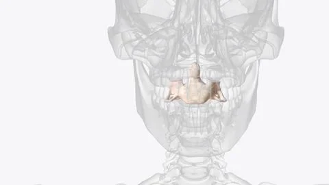Axis second cervical vertebra Stock Illustration