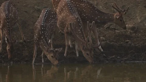 Axis spotted deer drinking water in the forest waterhole. Deers in the nature ha Stock Footage 268727666