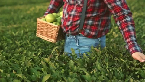 Axle farmer walking through rows of cropped bushes, inspecting the harvest Stock Footage 160263349