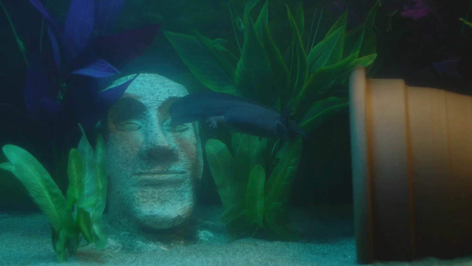 Axolotl and Tiki head in aquarium Stock Video Pond5