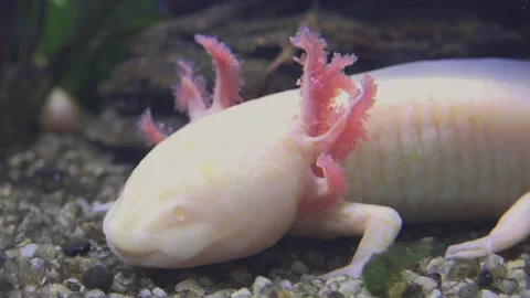 The axolotl does not develop lungs and retains its external gills Stock Footage 221116025