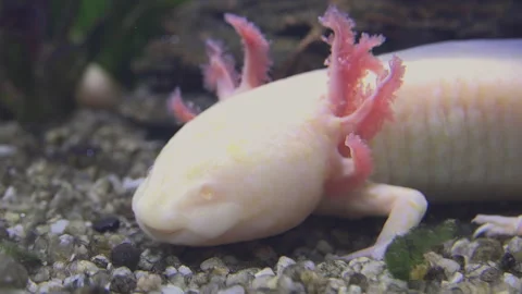 The axolotl does not develop lungs and retains its external gills, Stock Footage 221116326