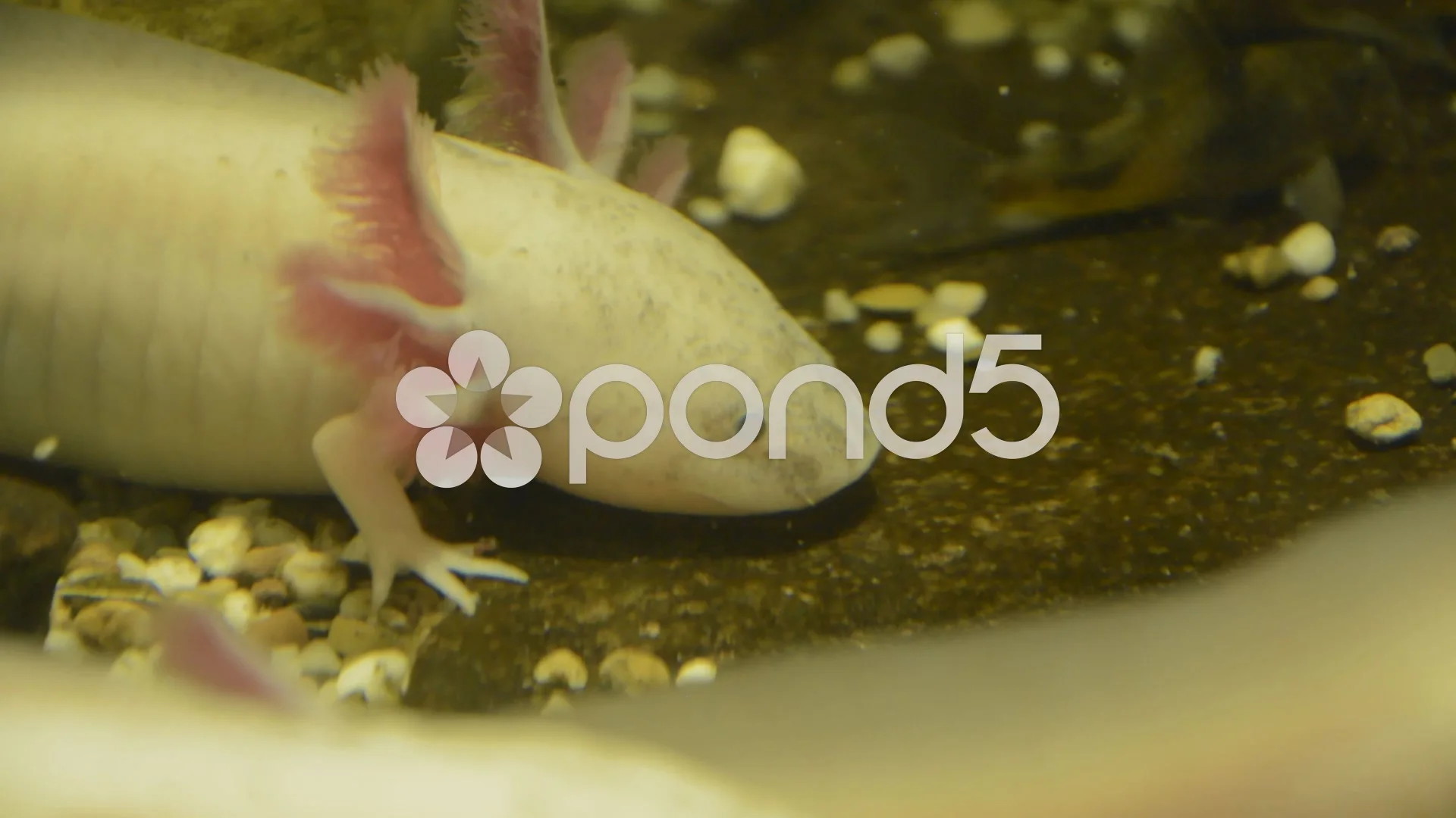 Axolotl Salamander Stock Video Footage Royalty Free Axolotl Salamander Videos Pond5