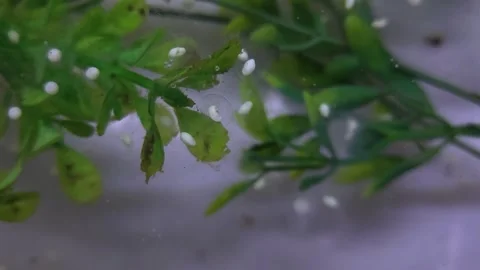 Axolotl Laying Eggs | 4K Close-Up Footage Stock Footage 314222804