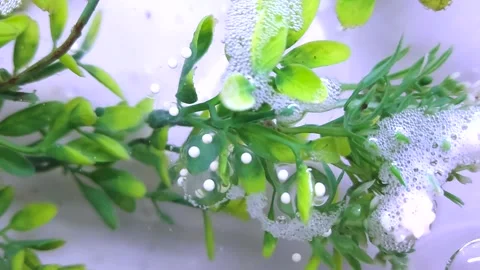 Axolotl Laying Eggs | 4K Close-Up Footage Stock Footage 314222811