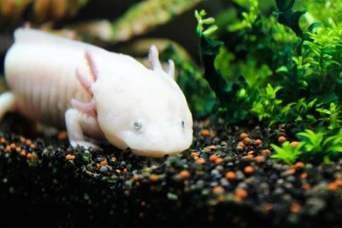 Axolotl lying on the small rocks Stock Photos