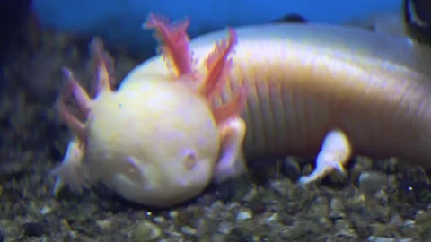 Axolotl Mexican Salamander Ambystoma M Stock Video Pond5