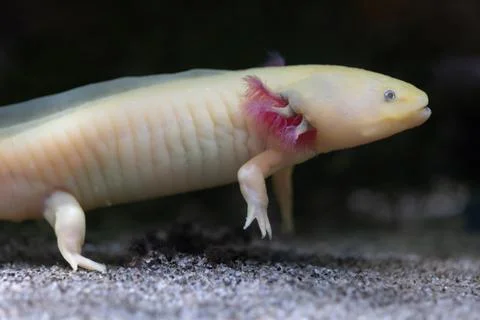 Axolotl Paedomorphic Salamander Stock Photos