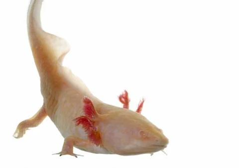 Axolotl Stock Photos