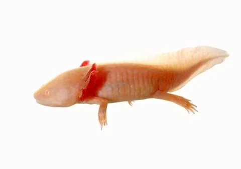 Axolotl Stock Photos