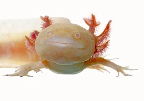 Axolotl Stock Photos