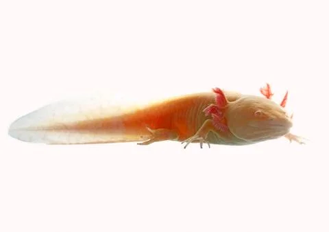 Axolotl Stock Photos
