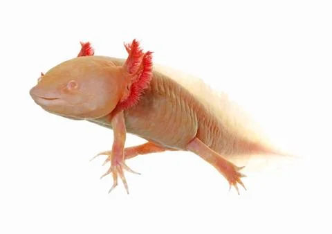 Axolotl Stock Photos